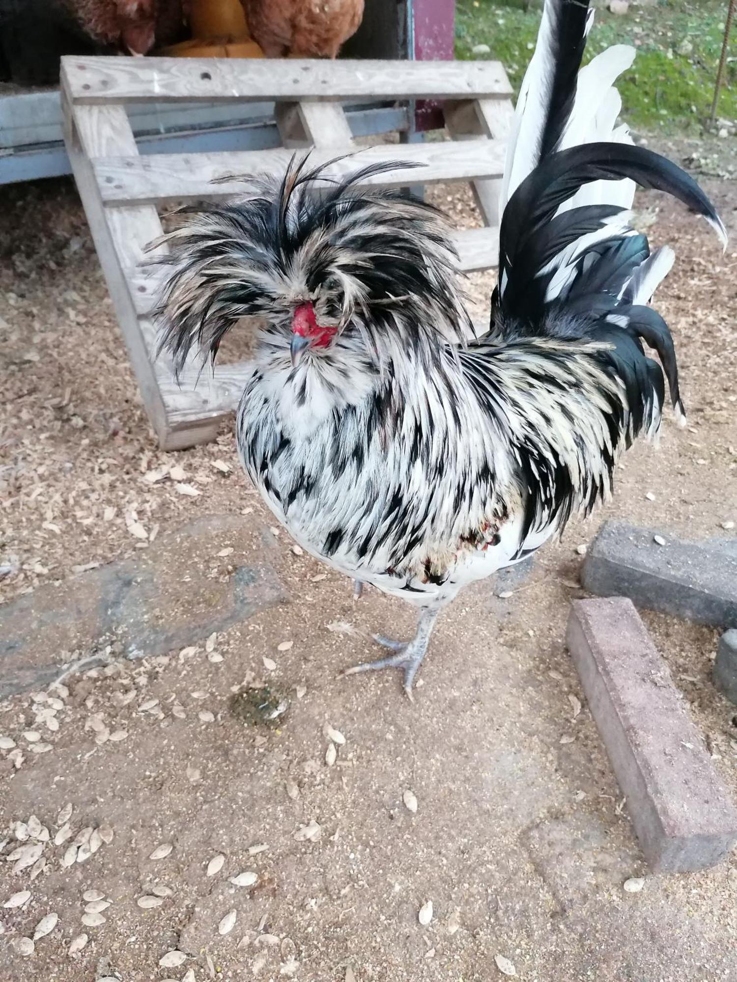 Agriturismo Borgo Stella Montespertoli Dış mekan fotoğraf