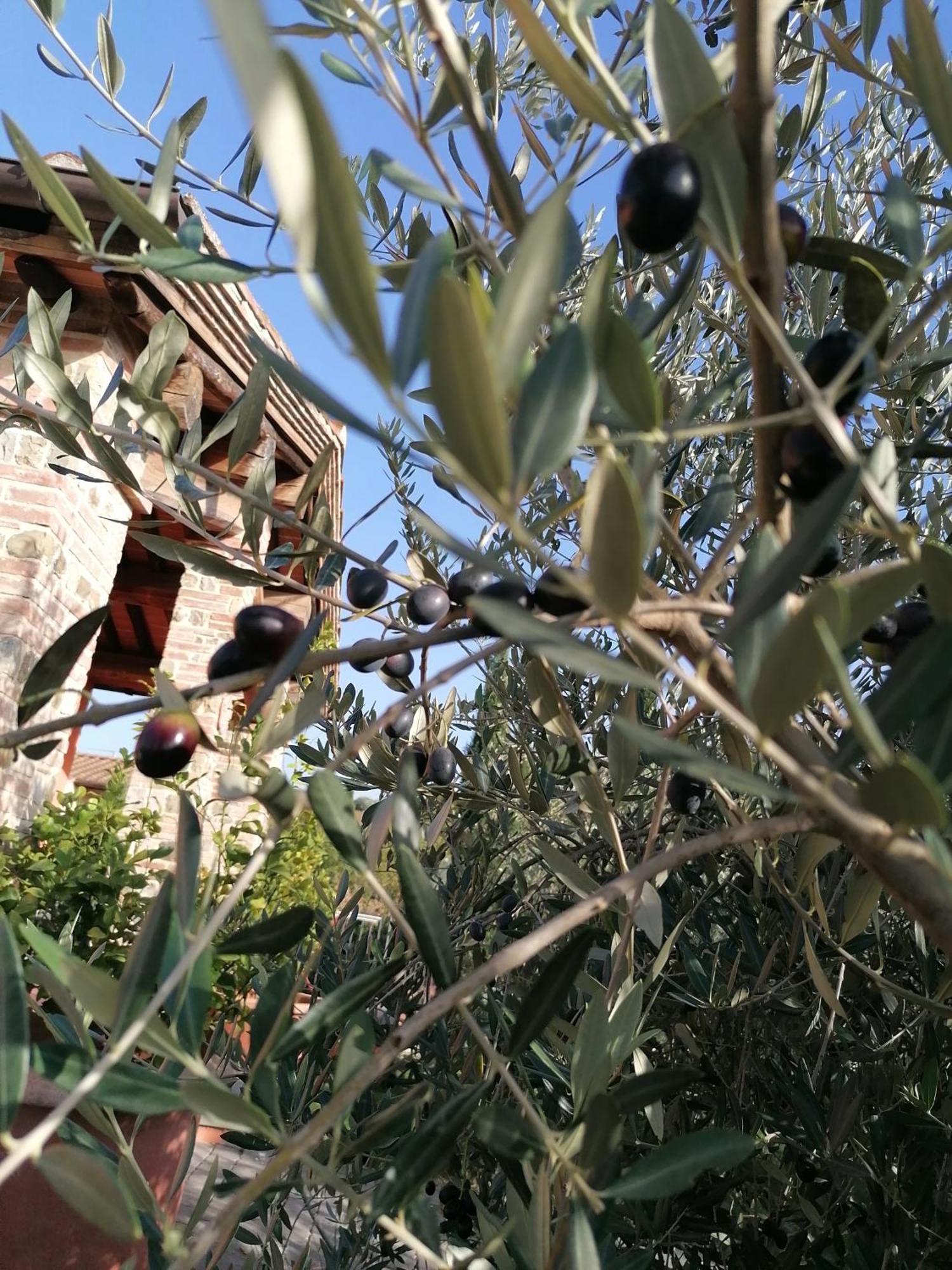 Agriturismo Borgo Stella Montespertoli Dış mekan fotoğraf